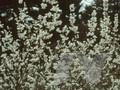 Abeliophyllum distichum Image 1