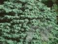 Abies concolor var concolor Horstmanns Igel Image 1