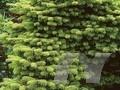 Abies nordmanniana subsp nordmanniana Aurea Nana Image 1