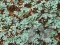 Acaena glauca Image 1