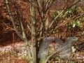 Acer capillipes Image 1