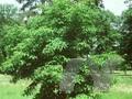 Acer cissifolium Image 1