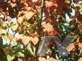 Acer davidii subsp grosseri Image 1