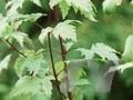 Acer glabrum Image 1