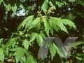 Acer heldreichii subsp trautvetteri Image 1