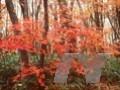 Acer japonicum Image 1