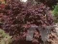 Acer palmatum Amoenum-Grp Bloodgood Image 1