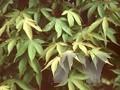 Acer palmatum Amoenum-Grp Osakazuki Image 1