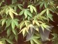 Acer palmatum Amoenum-Grp Taihai Image 1