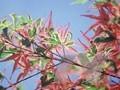 Acer palmatum Kagiri-nishiki Image 1