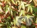 Acer palmatum Palmatum-Grp Katsura Image 1