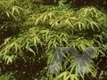 Acer palmatum Linearilobum-Grp Linearilobum Image 1