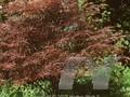 Acer palmatum Linearilobum-Grp Red Pygmy Image 1