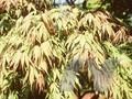 Acer palmatum Matsumurae-Grp Nicholsonii Image 1