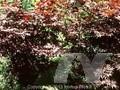 Acer palmatum Matsumurae-Grp Sherwood Flame Image 1
