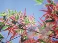 Acer palmatum Roseomarginatum Image 1