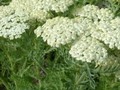 Achillea crithmifolia Image 1