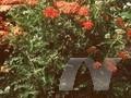 Achillea millefolium Fanal Image 1