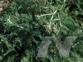 Achillea millefolium Sammetriese Image 1