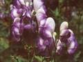 Aconitum bicolor Image 1