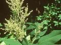 Aconogonon weyrichii Image 1