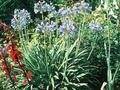 Agapanthus umbellatus Image 1