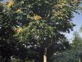 Ailanthus altissima Image 1