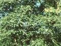 Ailanthus peregrina Image 1