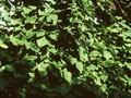 Akebia trifoliata Image 1