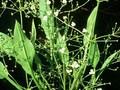 Alisma stenophyllum Image 1