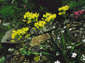 Allium moly Image 1