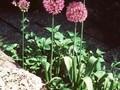 Allium rosenbachianum Image 1