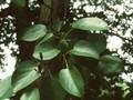 Alnus cordifolia Image 1