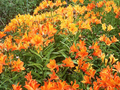 Alstroemeria aurantiaca Image 1