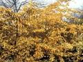 Amelanchier asiatica var sinica Image 1