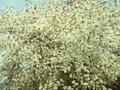 Amelanchier canadensis Image 1