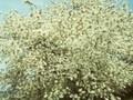 Amelanchier confusa Image 1