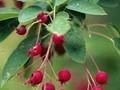 Amelanchier grandiflora Ballerina Image 1