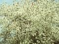 Amelanchier laevis Image 1