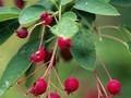 Amelanchier lamarckii Ballerina Image 1