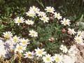 Anacyclus pyrethrum var depressus Image 1