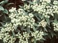 Anaphalis triplinervis Sommerschnee Image 1