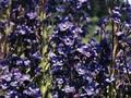 Anchusa azurea Dropmore Image 1