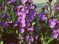 Anchusa azurea Loddon Royalist Image 1