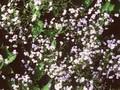 Anchusa myosotidiflora Image 1
