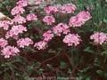 Androsace primuloides Image 1