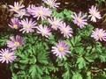 Anemone apennina Image 1