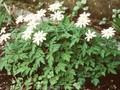 Anemone apennina Alba Image 1