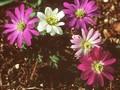 Anemone blanda Image 1