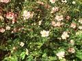 Anemone hupehensis Rosenschale Image 1